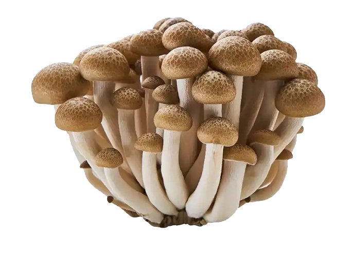 Bowm Beech Mushroom